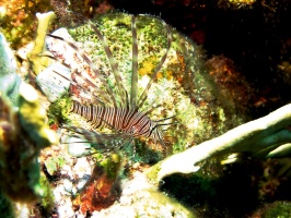 IMG 4153 Lionfish Juvenile